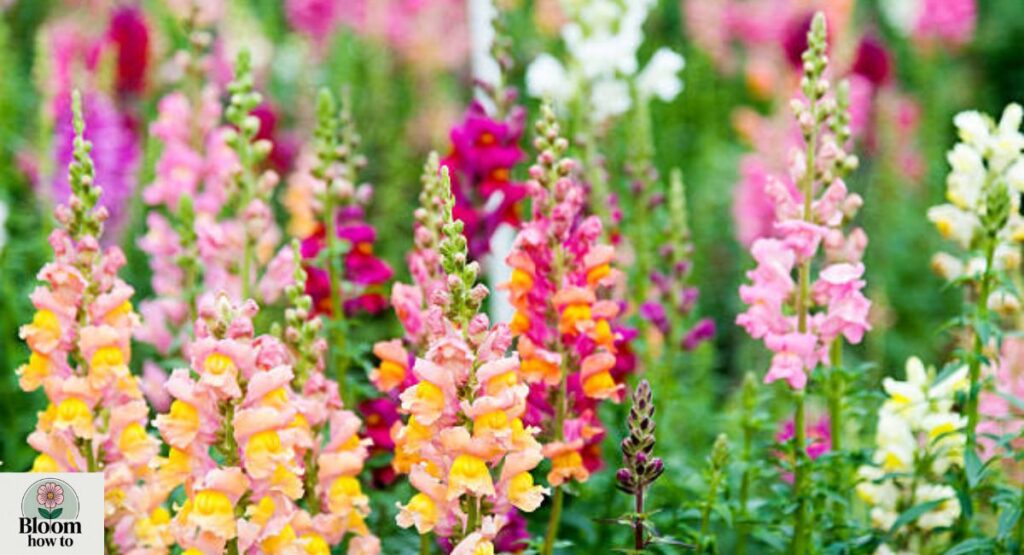 Snapdragon (Antirrhinum majus)