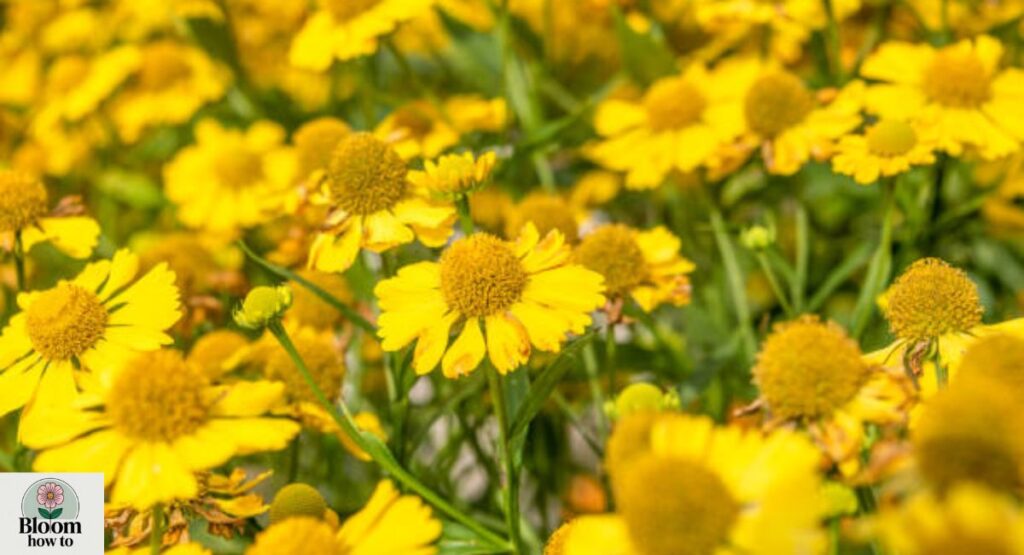 Sneezeweed