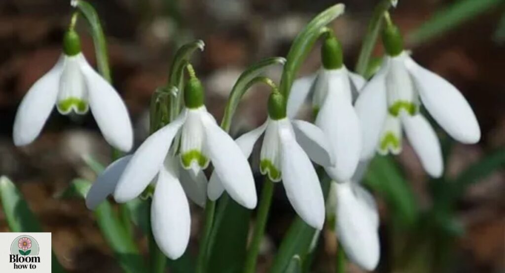 Snowdrop (Galanthus)