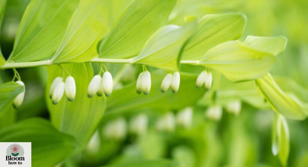 Solomon’s Seal (Polygonatum)