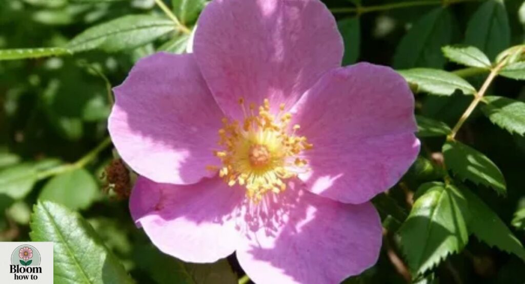 Species Roses