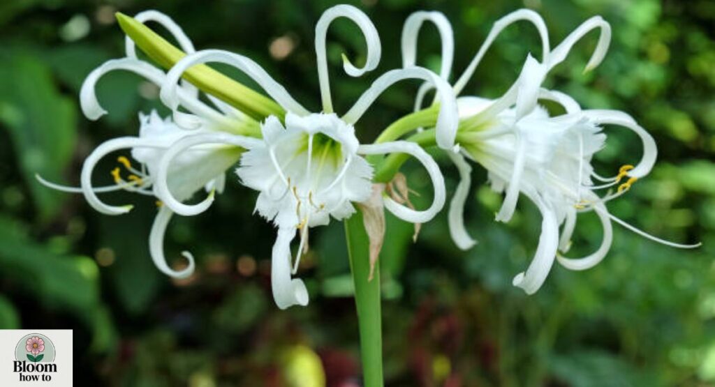Spider Lily (Hymenocallis)