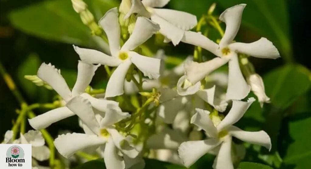Star Jasmine (Trachelospermum jasminoides)