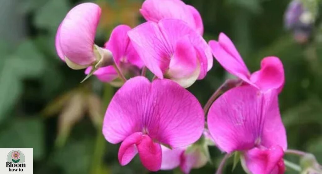 Sweet Pea (Lathyrus odoratus)