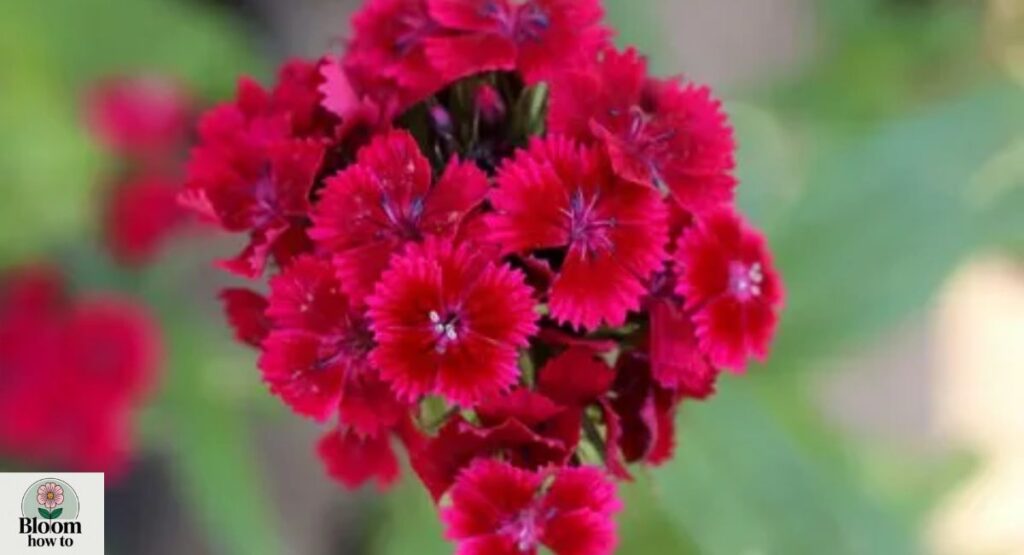 Sweet William (Dianthus barbatus)