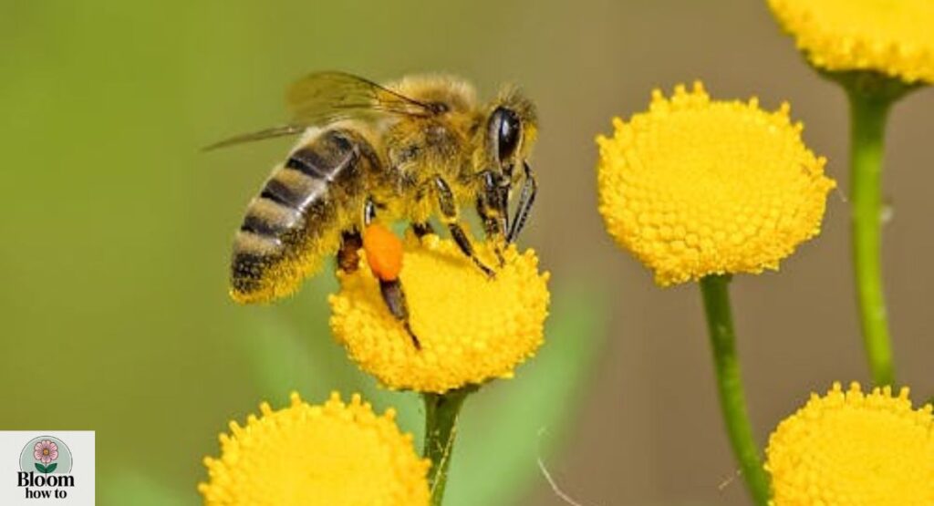 Tansy (Tanacetum vulgare)