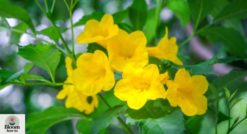 Tecoma stans (Yellow Bells)