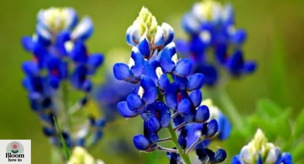 Texas Bluebonnet (Lupinus texensis)