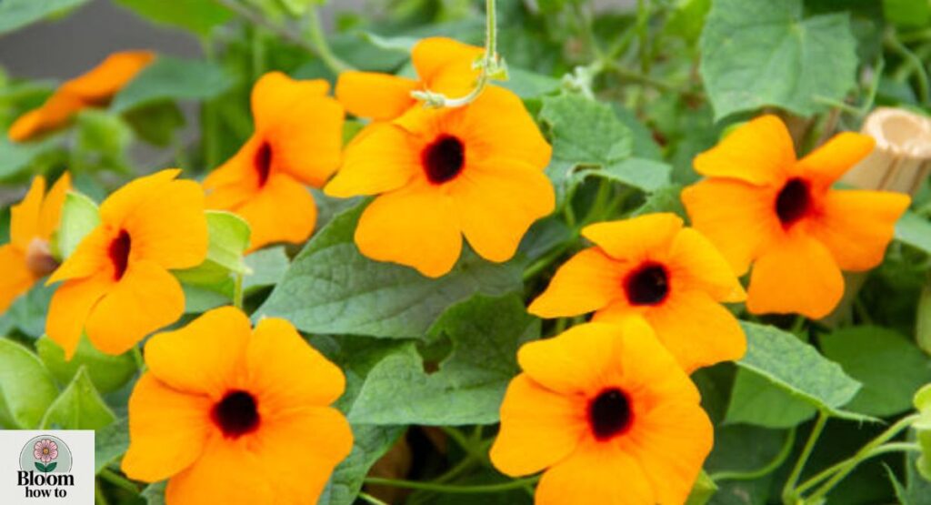 Thunbergia (Black-Eyed Susan Vine)
