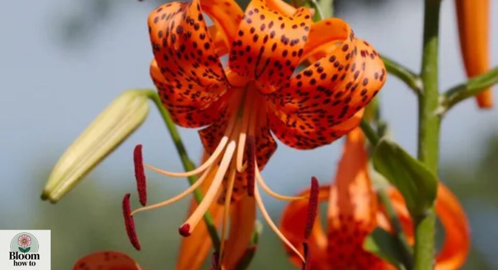 Tiger Lily (Lilium lancifolium)