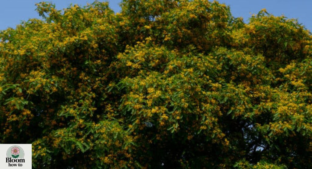 Tipu Tree