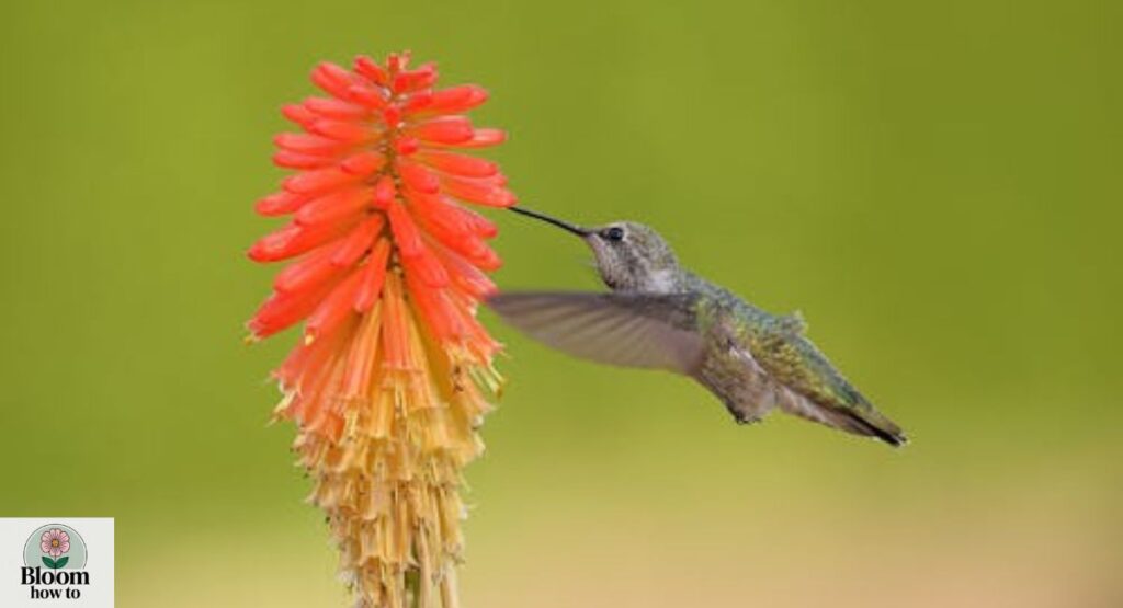 Torch Lily (Kniphofia uvaria)
