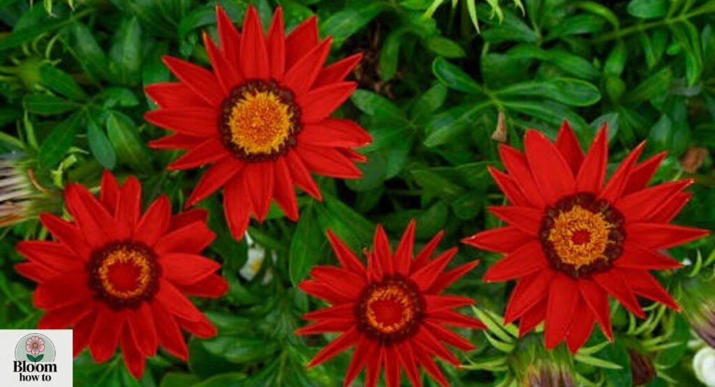 Treasure Flower (Gazania rigens)