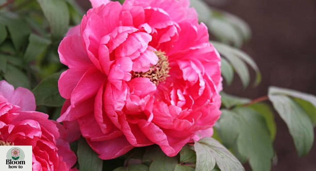 Tree Peony (Paeonia suffruticosa)