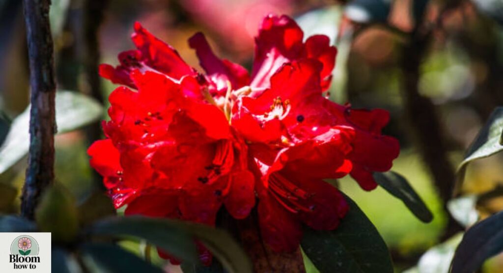 Tree Rhododendron (Rhododendron arboreum)