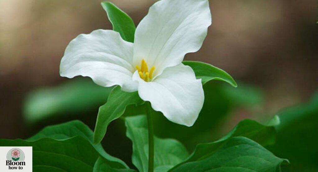 Trillium