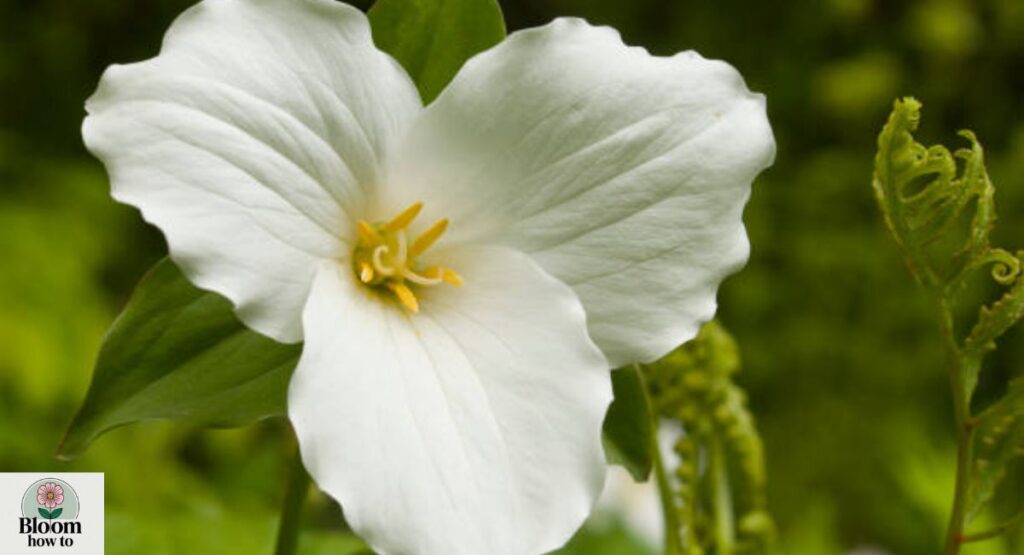 Trillium (Trillium grandiflorum)