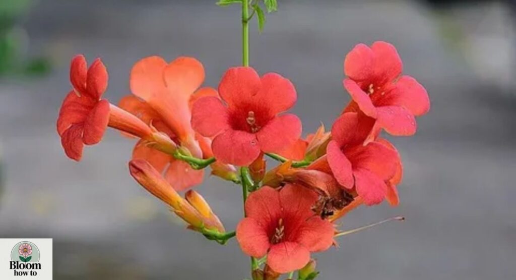 Trumpet Vine (Campsis radicans)
