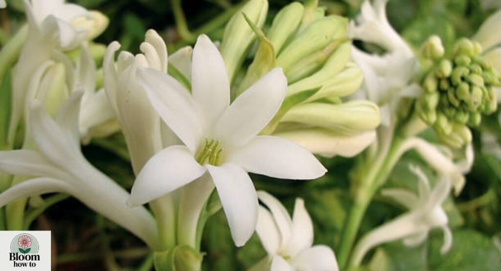Tuberose (Polianthes tuberosa)