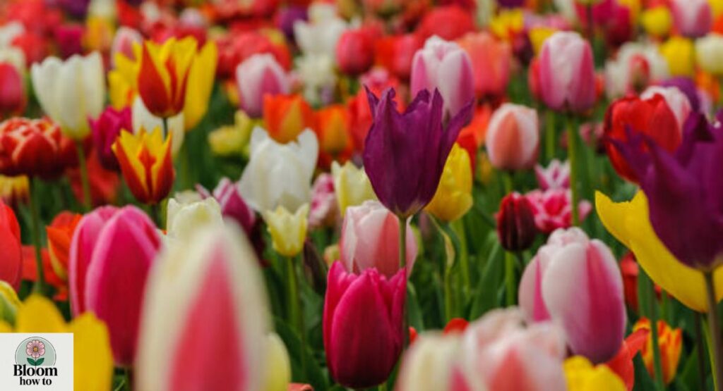 Tulip (Tulipa)