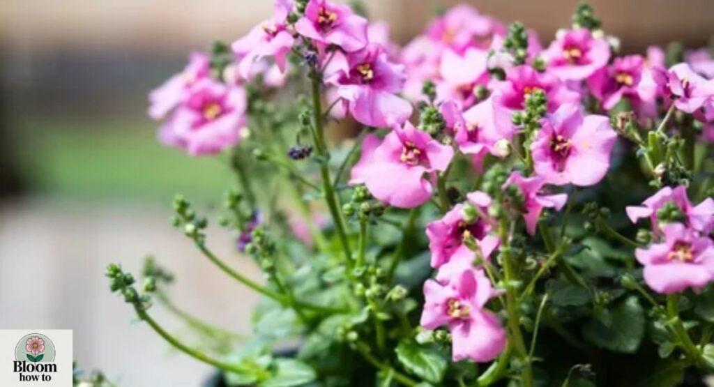 Twinspur (Diascia barberae)