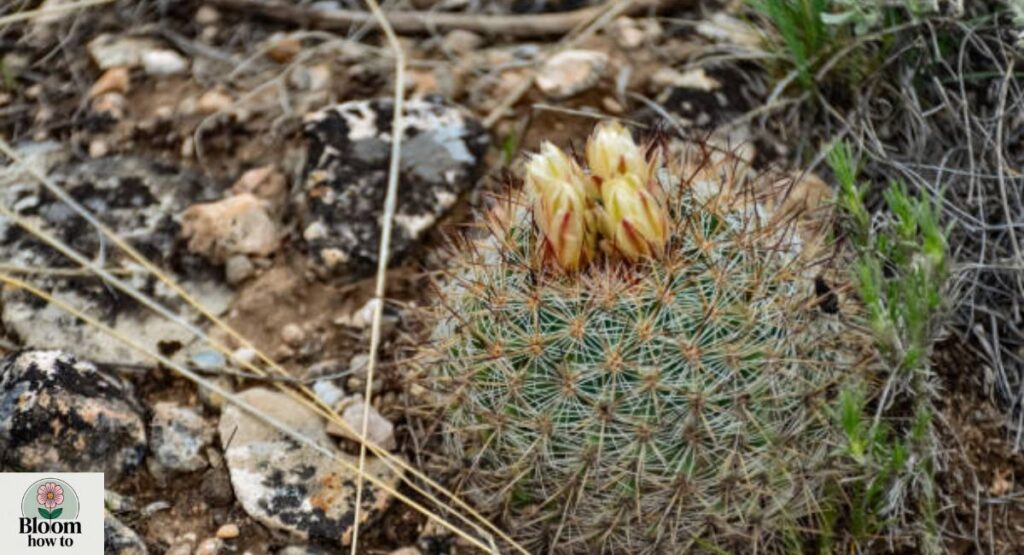 Uinta Basin Hookless Cactus