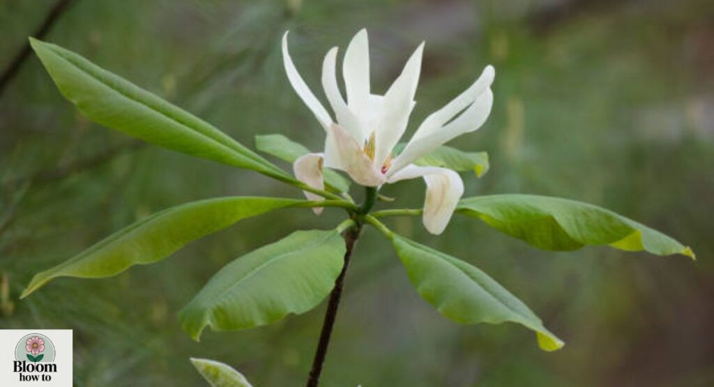 Umbrella Magnolia (Magnolia tripetala)