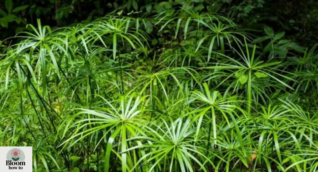 Umbrella Sedge (Cyperus alternifolius)