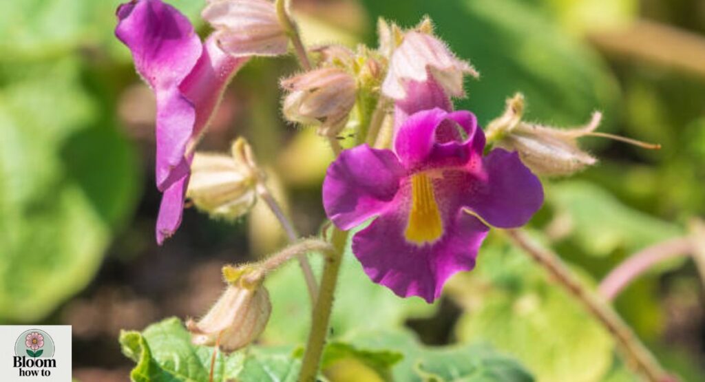 Unicorn Plant (Proboscidea louisianica)