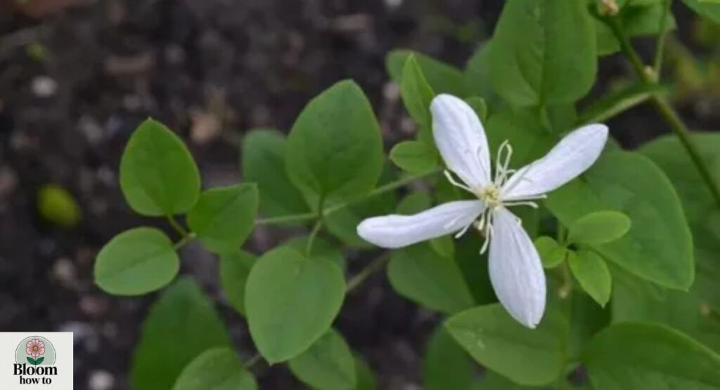 Upright Clematis (Clematis recta)