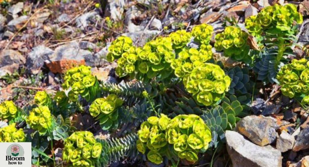 Upright Myrtle Spurge (Euphorbia rigida)