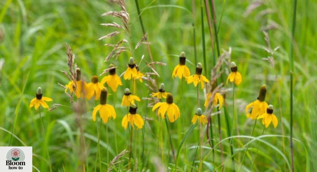 Upright Prairie Coneflower