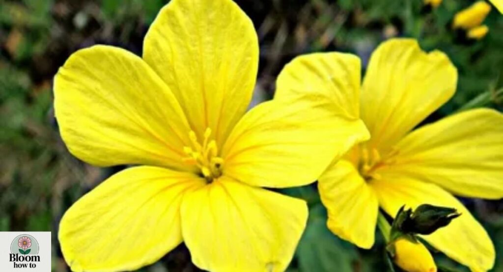 Upright Yellow Flax (Linum strictum)