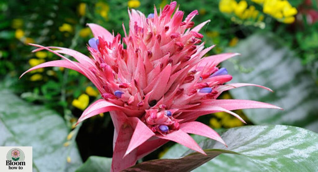 Urn Plant (Aechmea fasciata)