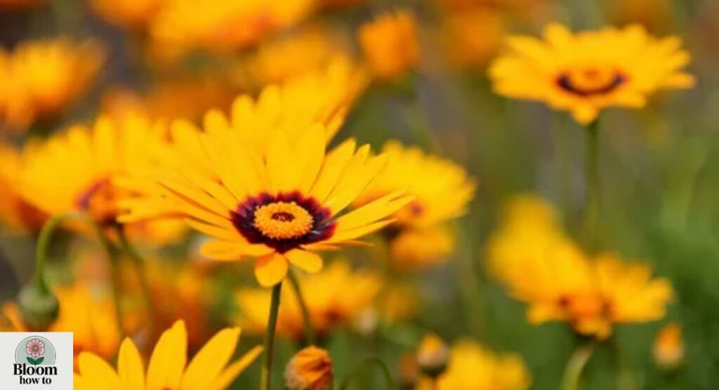 Ursinia (Genus of Daisies)