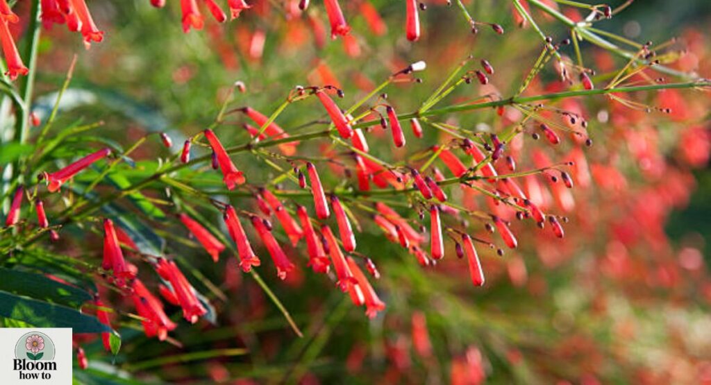 Uruguayan Firecracker Plant
