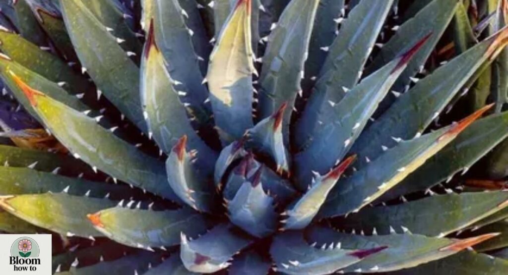Utah Agave (Agave utahensis)