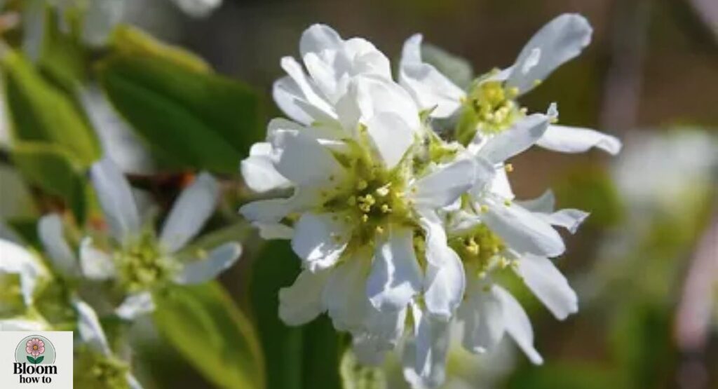 Utah Serviceberry (Amelanchier utahensis)