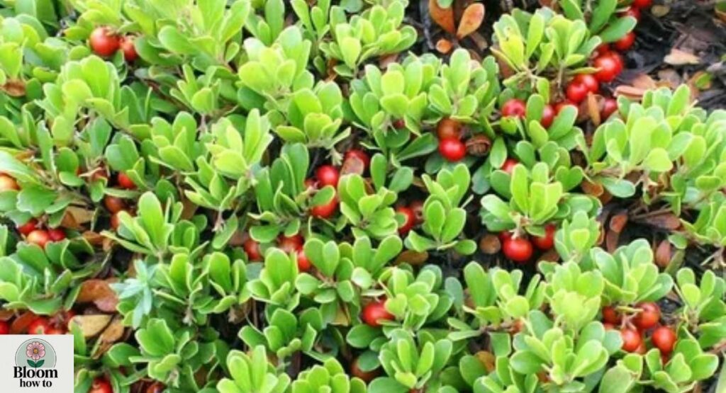Uva-ursi (Bearberry)