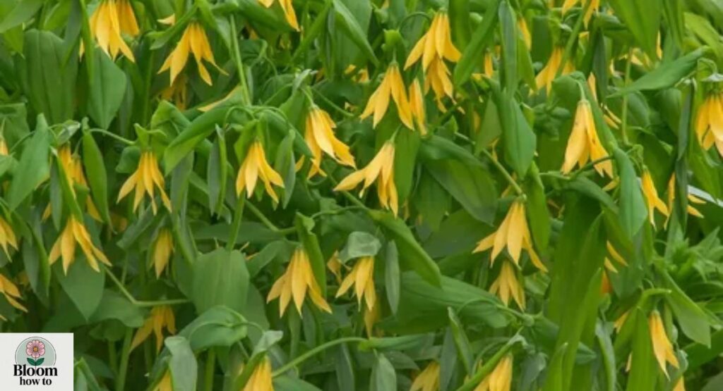 Uvularia (Uvularia grandiflora & Uvularia perfoliata)