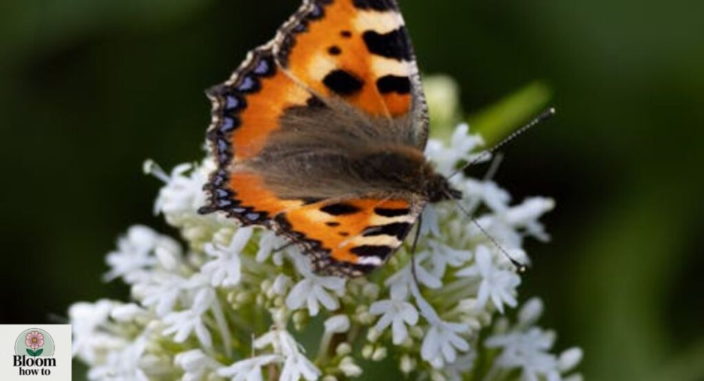 Valerian (Valeriana officinalis)
