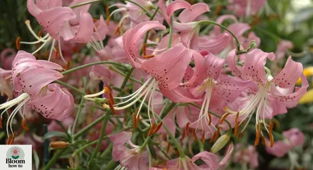 Vancouver Lily (Lilium)