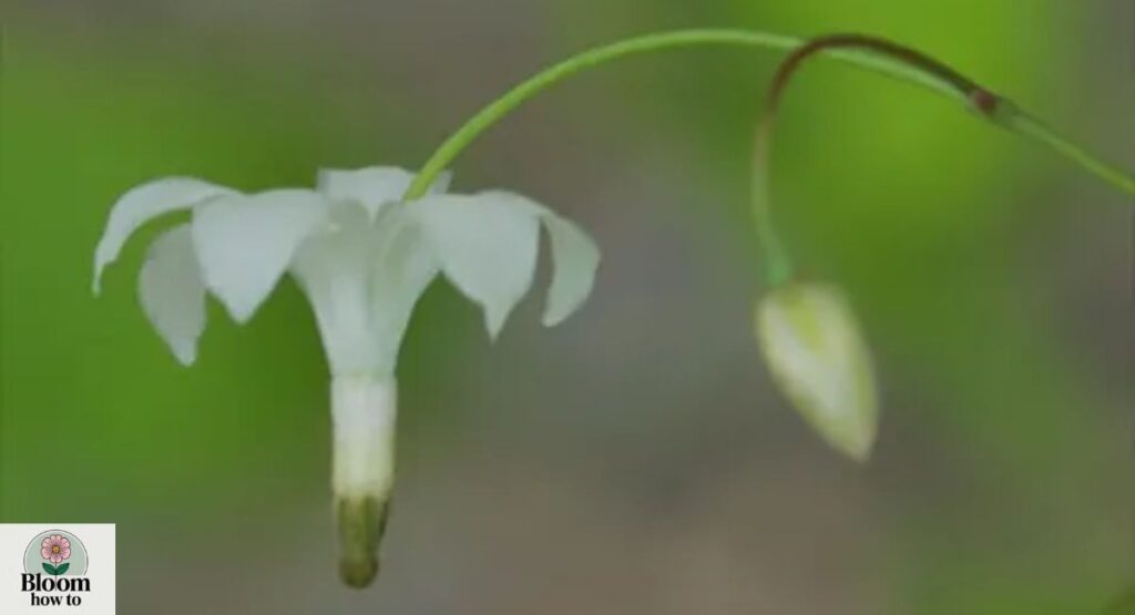 Vancouveria (Vancouveria hexandra)