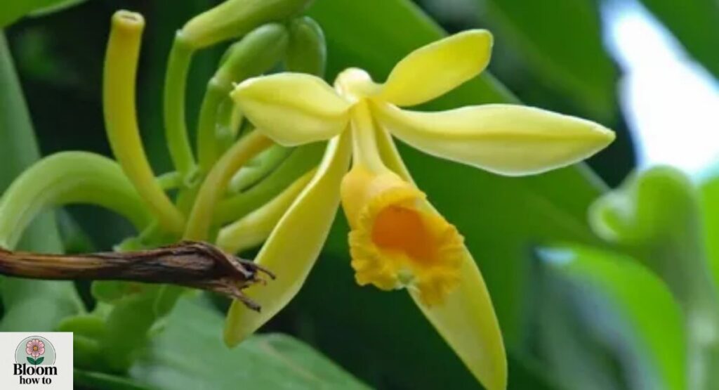 Vanilla Orchid (Vanilla planifolia)