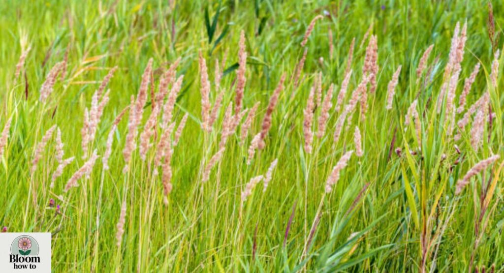 Velvet Grass (Holcus lanatus)