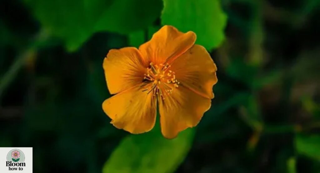 Velvet Leaf (Abutilon theophrasti)