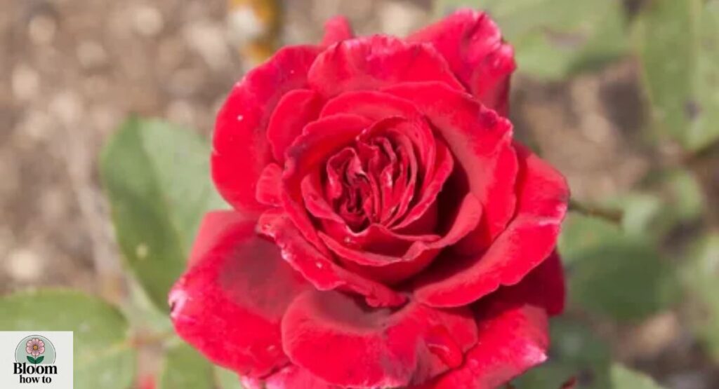 Velvety Rose (Rosa spp.)