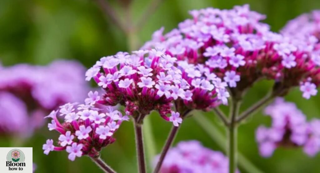 Verbena (Verbena officinalis)