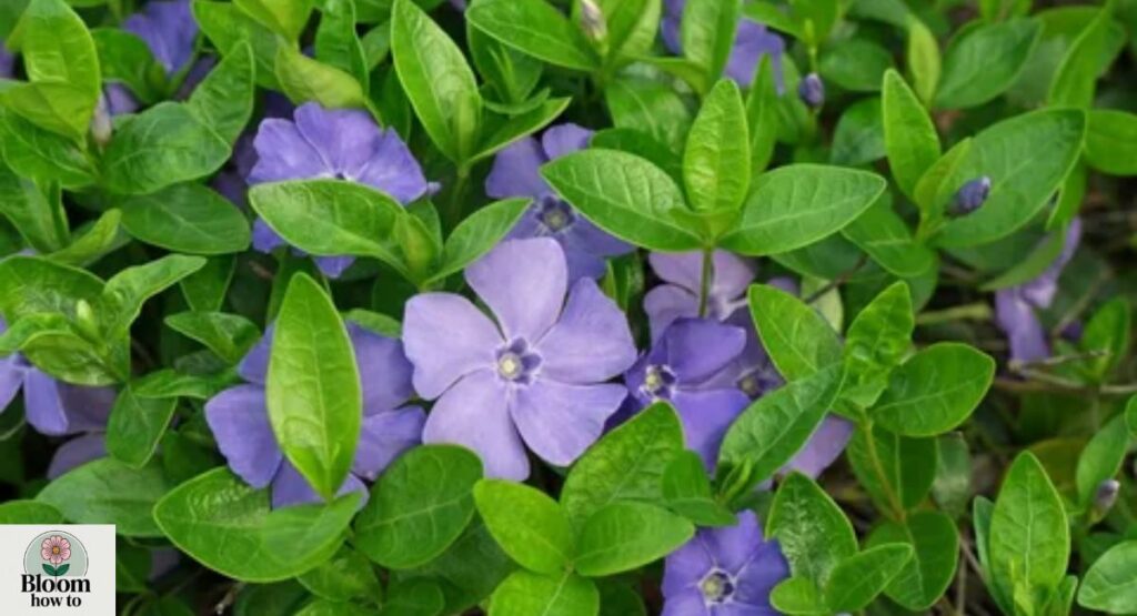 Vinca (Vinca minor)