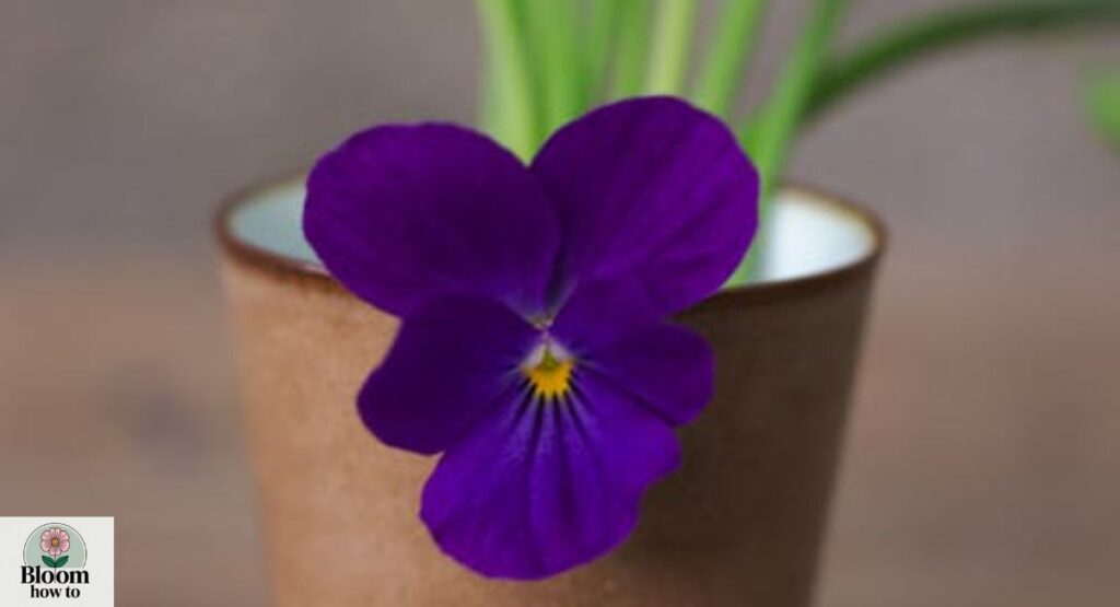 Violet (Viola)
